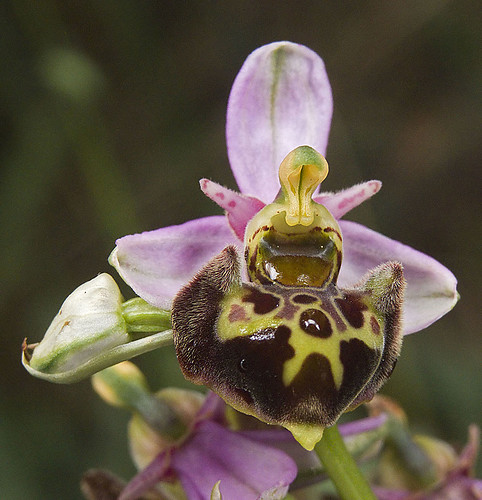 Ophrys scolopax? et errances taxinomiques - Page 2 5188211351_428e821b06