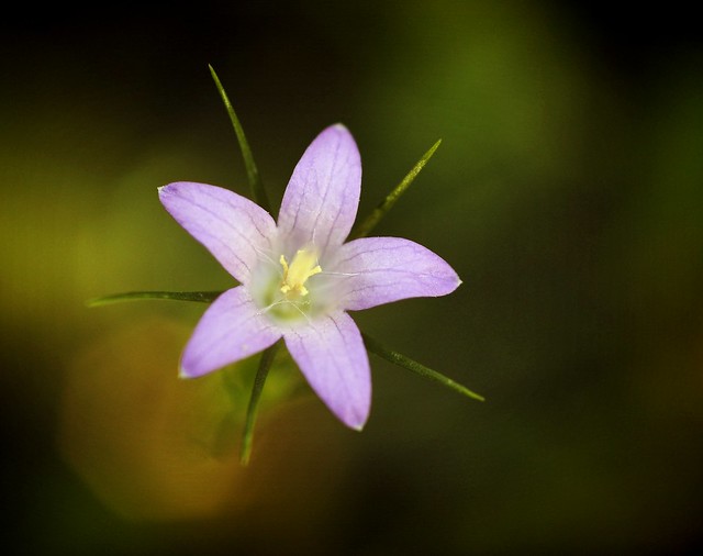 Ambrosía. Macro Floral. 5187629815_5251dfc92f_z