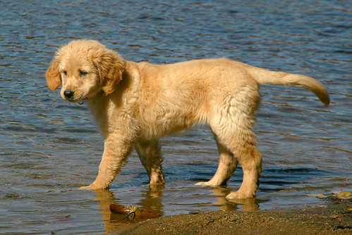 Golden Retriever pups - B Nest 543049794_6da5844d6e