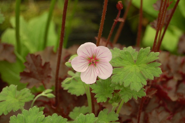 Geranium 'Joy' [devinette] 932606634_867b31be31_z