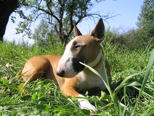 Angleški bullterier (English Bull Terrier) 1391199040_5c152755cc