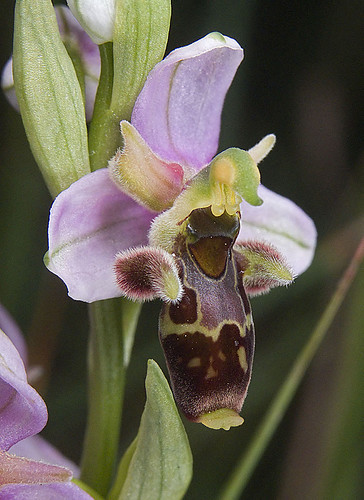 Ophrys scolopax? et errances taxinomiques - Page 2 5188234097_507d7a4e06