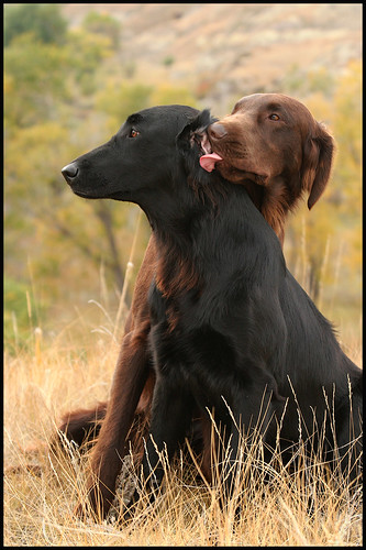 Gladkodlaki prinašalec [Flat coated retriever] - Page 2 1412539379_11f99b15cc