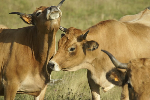 Les belles aux yeux noirs de l'Aubrac 1267603561_b667e62857