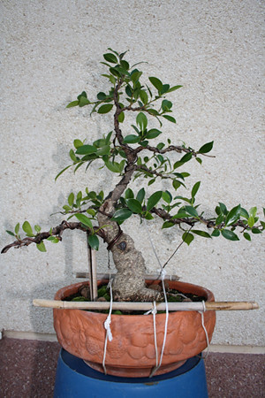 Evolución Ficus Retusa - Jerez Fra. 4732819294_72a0d47c44