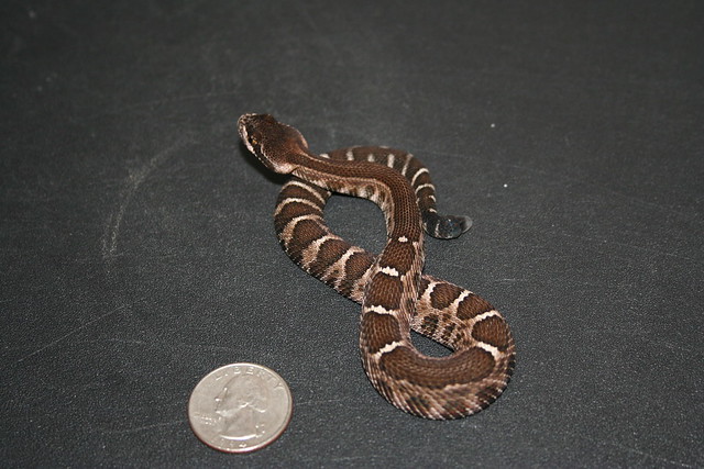 Newborn Crotalus cerastes; partially striped newborn Crotalus oreganus 5114613589_13d716d372_z