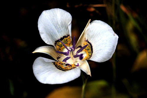 Calochortus gunnisonii (Gunnison's mariposa lily)