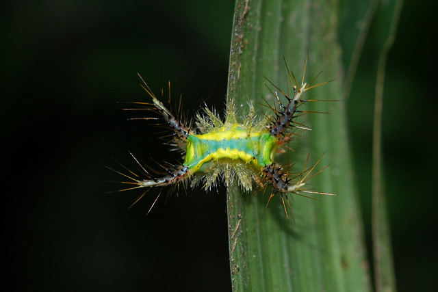 Una selva poblada de criaturas “extrañas” en Ecuador 5189032148_2b38d7bda0_z