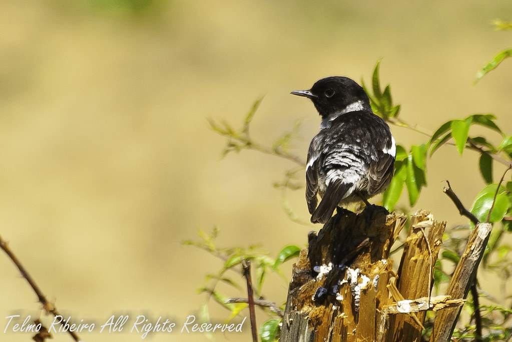 Saxicola torquatus - Cartaxo Comum 5795825825_f1d825268b_b