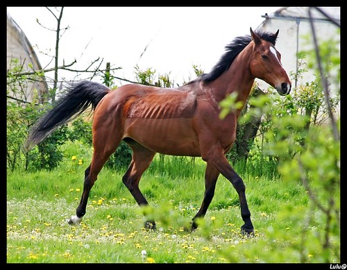 le club des chevaux "joyeux" ... 2459221921_094169ab8c