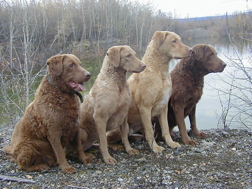 Chesapeake bay retriever 2312297940_f0467e4187