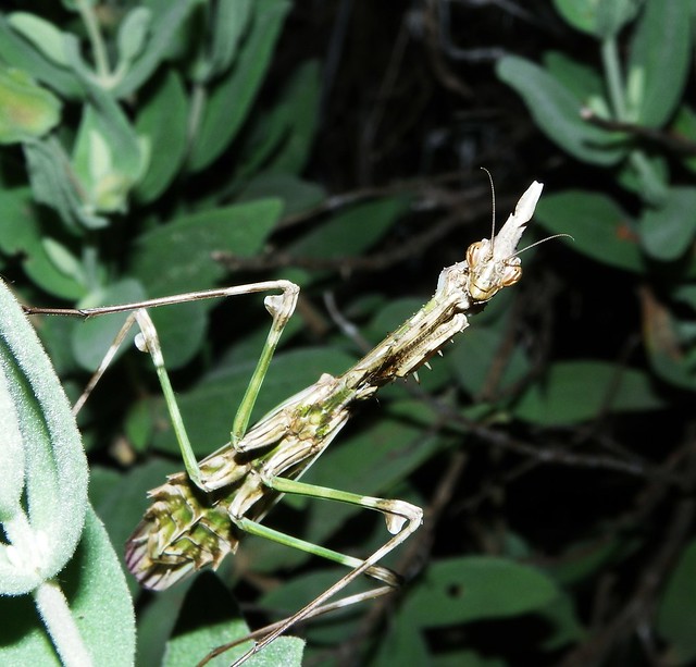 Empusa pennata 5743935385_87fc2f9e8f_z