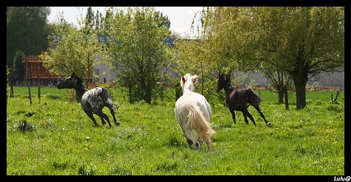 le club des chevaux "joyeux" ... 2460060604_c3508b5a95