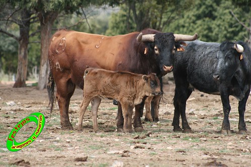 Ganaderia de Raul Monferrer, Formiche alto (Teruel) 3529301886_1e0c09bed8