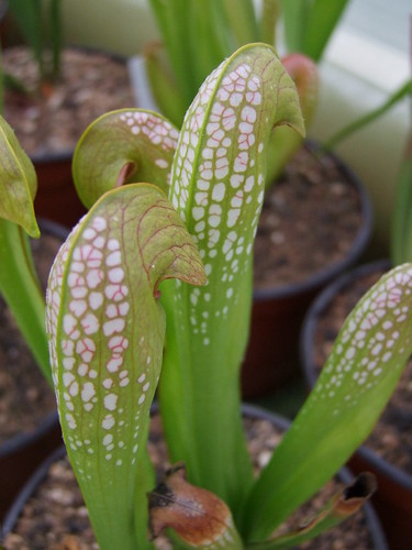 Sarracenia et dionaea pour une fois... 5747013379_140858e47c