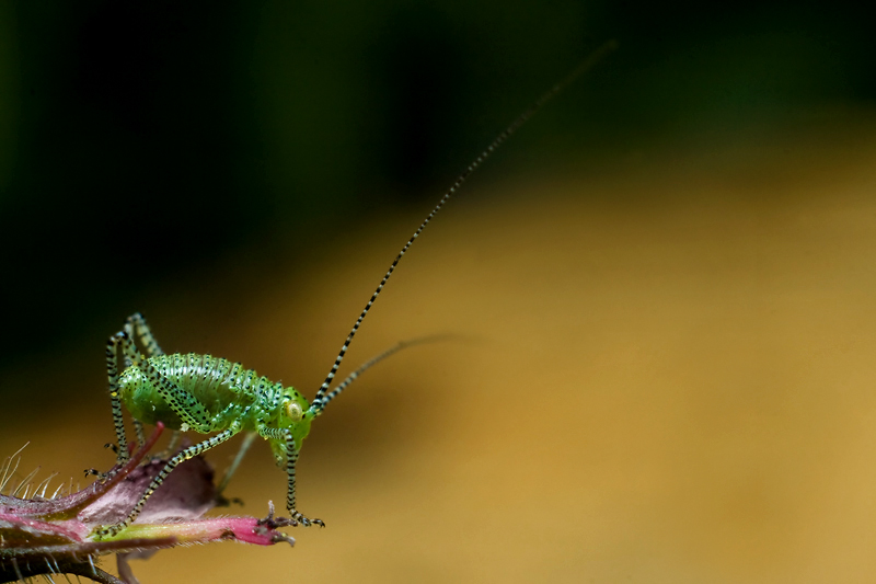 Thème: insectes et araignées 2490140785_e7e3e6a97a_o