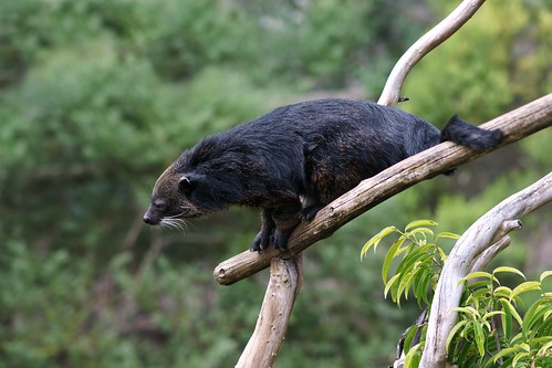 القط الدب.. Binturong.. حيوانات نادرة.. معلومات عن الحيوان الليلي Binturong..  2495914659_74023838f3