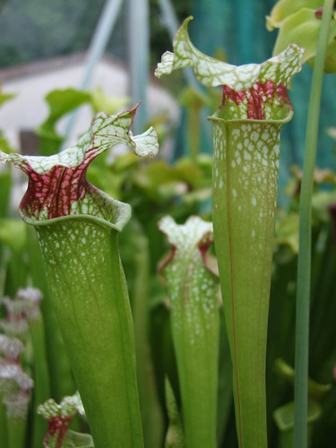 Sarracenia et dionaea pour une fois... 5746966337_03cc6c3512