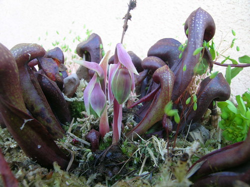 Darlingtonia Red 2403046894_eb787e026b