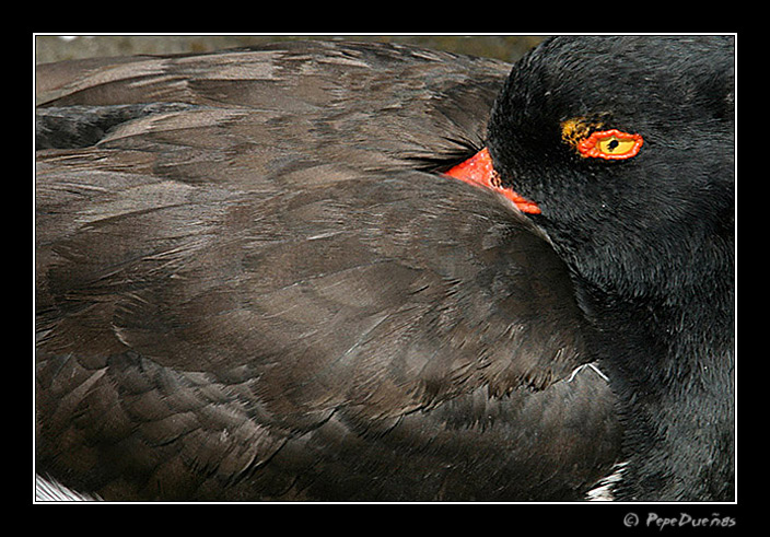 Aves de las Islas Galpagos. 2242135659_5ed02b8e34_o