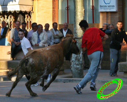 Aldeanueva de Ebro (La Rioja) 15-05-2009 Ganaderia Merino 3543724704_a6a7bc0b04