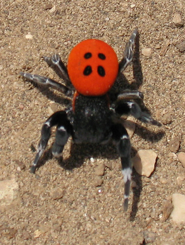 Salvan de la extincion a la araña ladybird spider 2544432643_28e07e8af2