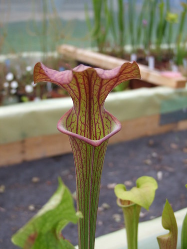 Sarracenia et dionaea pour une fois... 5747065819_9da776b313