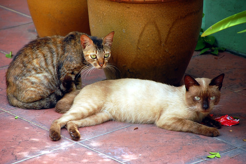 Telok Blangah Cats