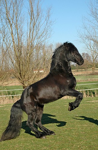 Freya Abandoned  friesian filly 2256279894_0d20324757