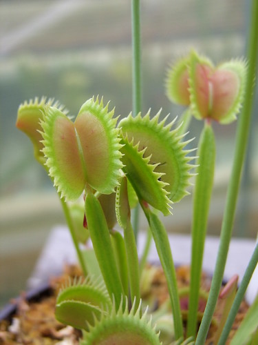 Sarracenia et dionaea pour une fois... 5747320468_aa8a62200c