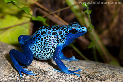 1ère Dendrobates => Préparation du terrarium - Page 2 2109298272_27e2d6a840