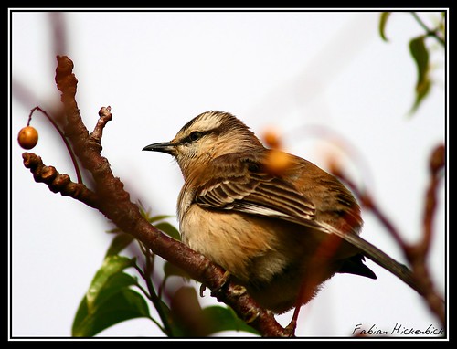 Foto Vencedora do 6º CISFC: AVES 2257159139_c6d1c3e434