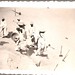 مجموعة أخرى من الصور للكويت عام 1950م 2509740875_e040628525_s