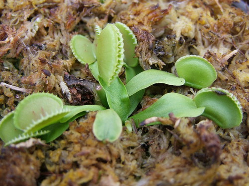 Sarracenia et dionaea pour une fois... 5746813145_ce0b556dff