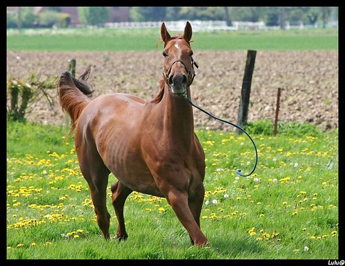 le club des chevaux "joyeux" ... 2460061560_be547d73de