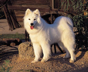 Giống chó Samoyed! xinh kinh khủng tàn canh gió ..lào , muốn có 1 con quá! 2085694416_f68d8572a4