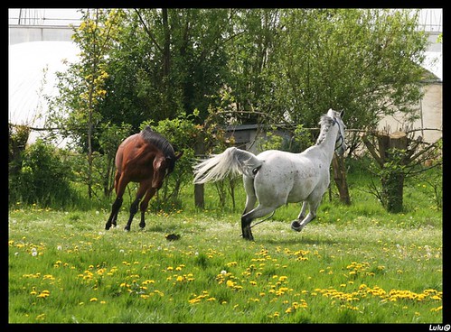 le club des chevaux "joyeux" ... 2459222771_aa6a897540