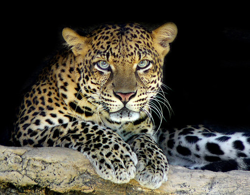 Leopardo (Panthera pardus) 2437805955_ff63c8388c