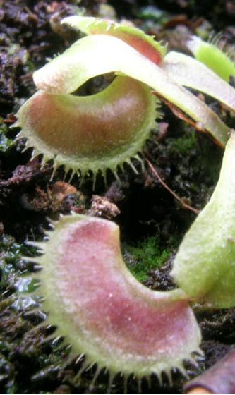 Dionaea Muscipula 'Dracula' 2415602477_d6666e3fc4_o