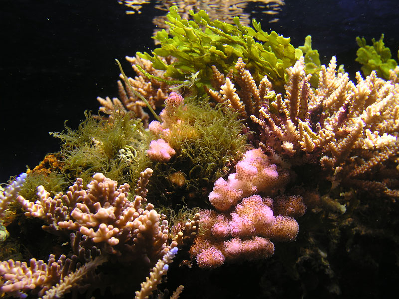 Coral Reefs 2157714252_71c2622811_o