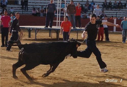 Teruel 6-4-2010 ganaderia Pedro Fumado "El Charnego" (Deltebre, Tarragona) 4514903268_16bbb62a10