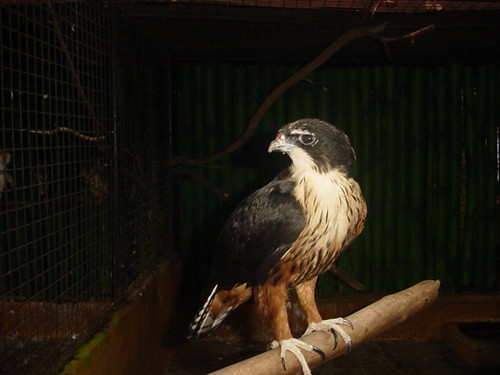 เหยี่ยวท้องแดง  Rufous-bellied Eagle  1874234559_fc9d40484c