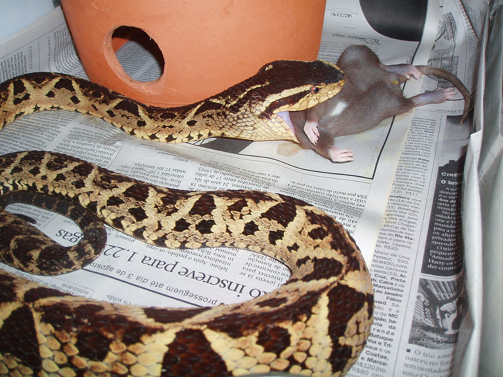 Bothrops from Brazil 2056635014_c2a94d5090_b