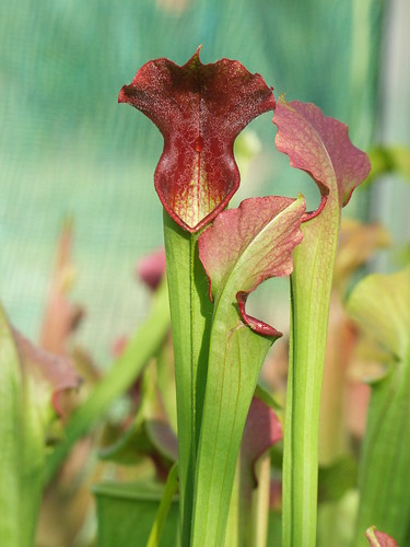 Sarracenia, pour pas changer... 5719495168_720ef9f9c0