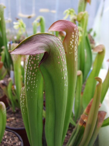 Sarracenia et dionaea pour une fois... 5747029173_55a7801e70