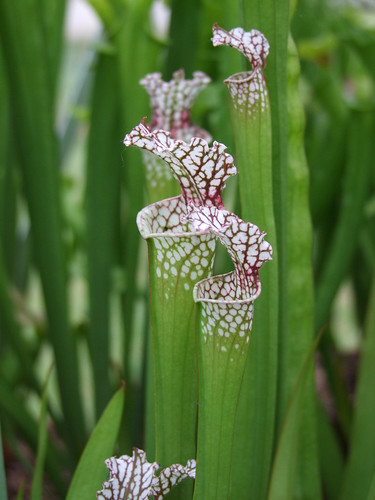 Sarracenia et dionaea pour une fois... 5746968921_00c74d16b5