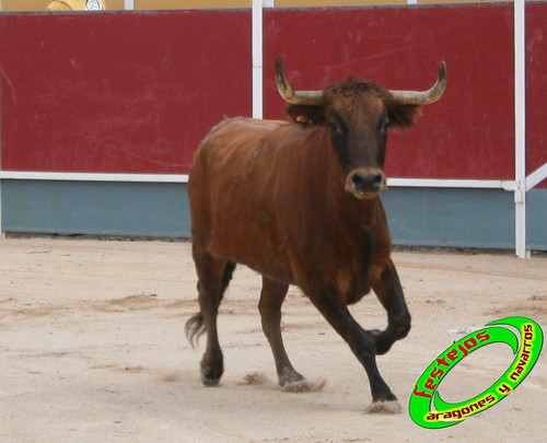 Borja (Zaragoza) 19-09-2009 Concurso de recortadores con anillas, ganaderia Hnos Ozcoz (Fuente de Ebro, Zaragoza) 3943486821_4fbf176090