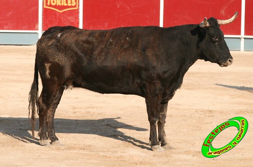 Borja (Zaragoza) desafio de ganaderias Murillo Conde (Tauste, Zaragoza) y Jose Arriazu e hijos (Ablitas, Navarra) 3965896954_efce8af617