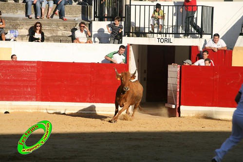 Peralta (Navarra) Concurso de recortadores 20-06-2009 Ganaderia Enrique Merino Gil y Manuel Merino Garde 3652109538_d7230c4ea8