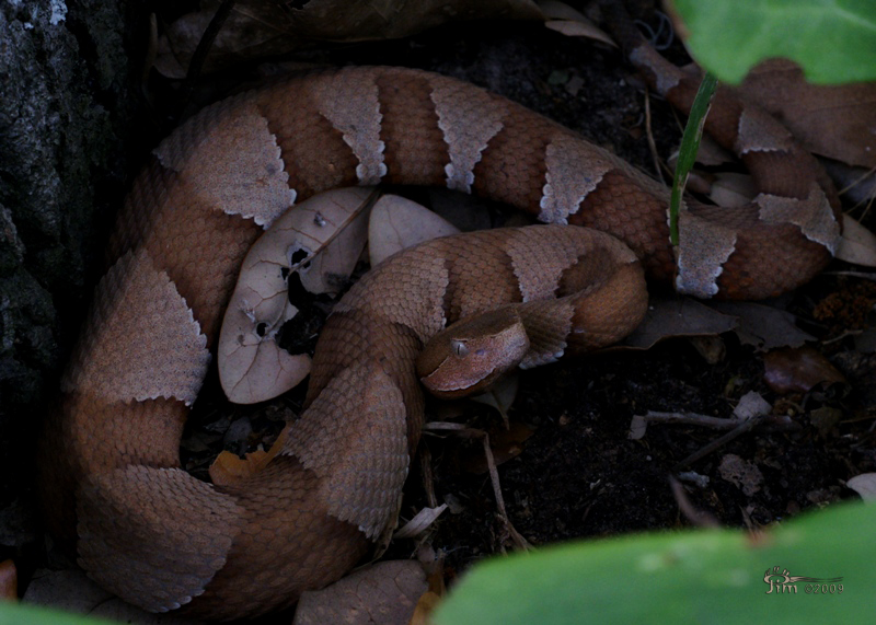 Snakes are Moving in South Texas in Spite of the Drought! 3550358280_684c69dfef_o